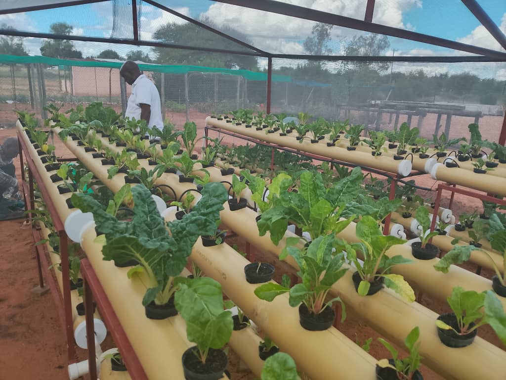 Hydroponics Farming Project